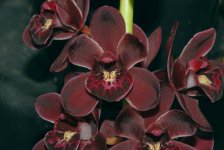 Cym Ruby Eyes 'Red Baron' 4N.jpg