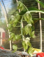 Catasetum atratum.jpg