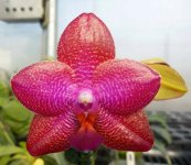 Phal. Mituo Sun 'Mituo#1' x Dragon Tree Eagle.jpg