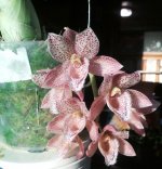 Ctsm. Rebecca Northen‘Grape Fruit Pink’ &.jpg