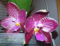 (P.Afrian Queen x Gold Lsels x P.lueddemanniana).jpg