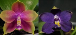 P.(Penang Girl-KS Happy Eagle) x violacea indigo.jpg