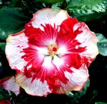 cherry_appaloosa0000.jpg