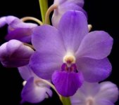 Dst.Rocky Stewart (Dor.Pulcherrima X Rhynchostylis coelestis).jpg