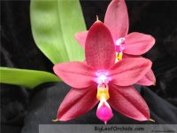 Phal. Ld's Bear King x Corning's Violett-1.jpg