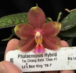 Phal.Tzu-Chiang-Balm-'Chen-#1'-x-Phal.jpg