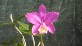 IMG_4476.jpg