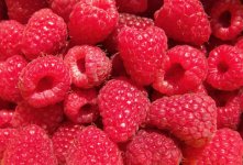 Rubus idaeus Rubaca.jpg