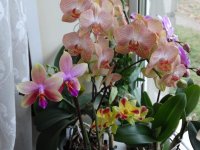 DSC02055.jpg