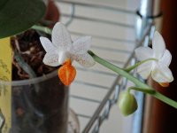 DSC02130.jpg