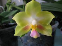 P.Joy Spring Canary 052.jpg