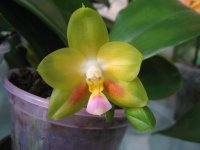 P.Joy Spring Canary 053.jpg