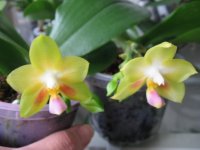 P.Joy Spring Canary 065.jpg