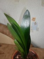 Beautiful short leaf oil mill Clivia Plant.JPG