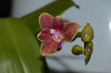 DSC_0021.jpg