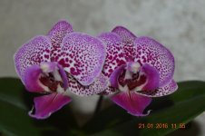 DSC_0048.jpg