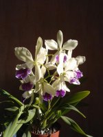 IMG_20160717_170044.jpg