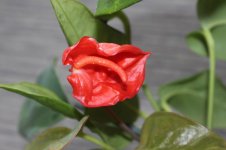 IMG_4190.jpg