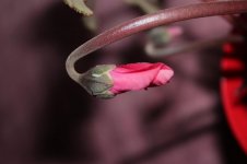 IMG_4291.jpg