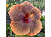 Tahitian Midnight Sun 2957-7-8 Tahitian Sophistication x Midnight Blue 8 in.jpg