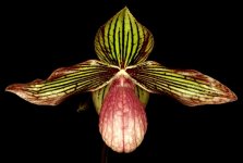 Paph Gloria Naugle 'Monsoon Redshock'1.JPG