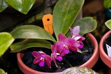 (P.Afrian Queen x Gold Lsels x P.lueddemanniana)2.jpg