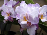 Dtps. Lius Sakura.jpg