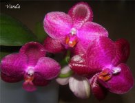 Phal. Sentra x Black Eagle.jpg