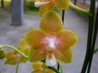 Phalaenopsis Coffe Candy-1.jpg