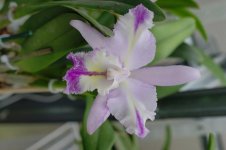DSC03507.jpg