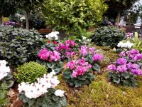 IMG_20161116_130239.jpg