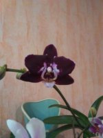IMG_20161227_064917.jpg