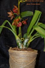 cycnodes Taiwan Gold orange (2).jpg