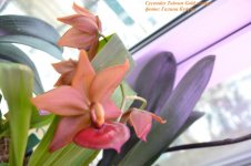 cycnodes Taiwan Gold orange (3).jpg