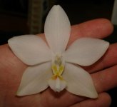 Phal. Tetraspis c-1 x Yukidian'V3'.jpg