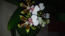 20170119_201008.jpg