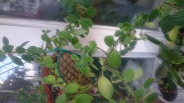 2017-02-07 16.21.10.jpg