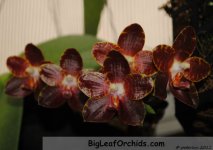 Phal_Black_Beauty_20110414.JPG