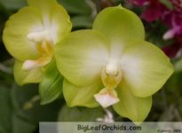 Phal_Sunrise_Goldamour-2.jpg