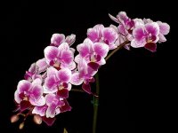 Phal. Sogo Tris-3.jpg