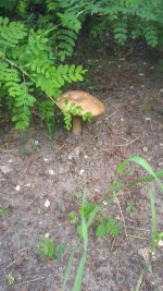 IMG-20170605-WA0002.jpg