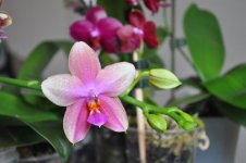 DSC_2413.jpg