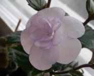 Double Picotee Rose.jpg