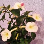 Strawberry Lemon3.jpg