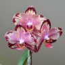 Dancing_Orchid