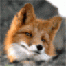 fuzzyfox
