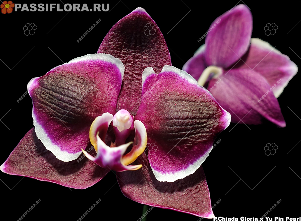 passiflora.ru