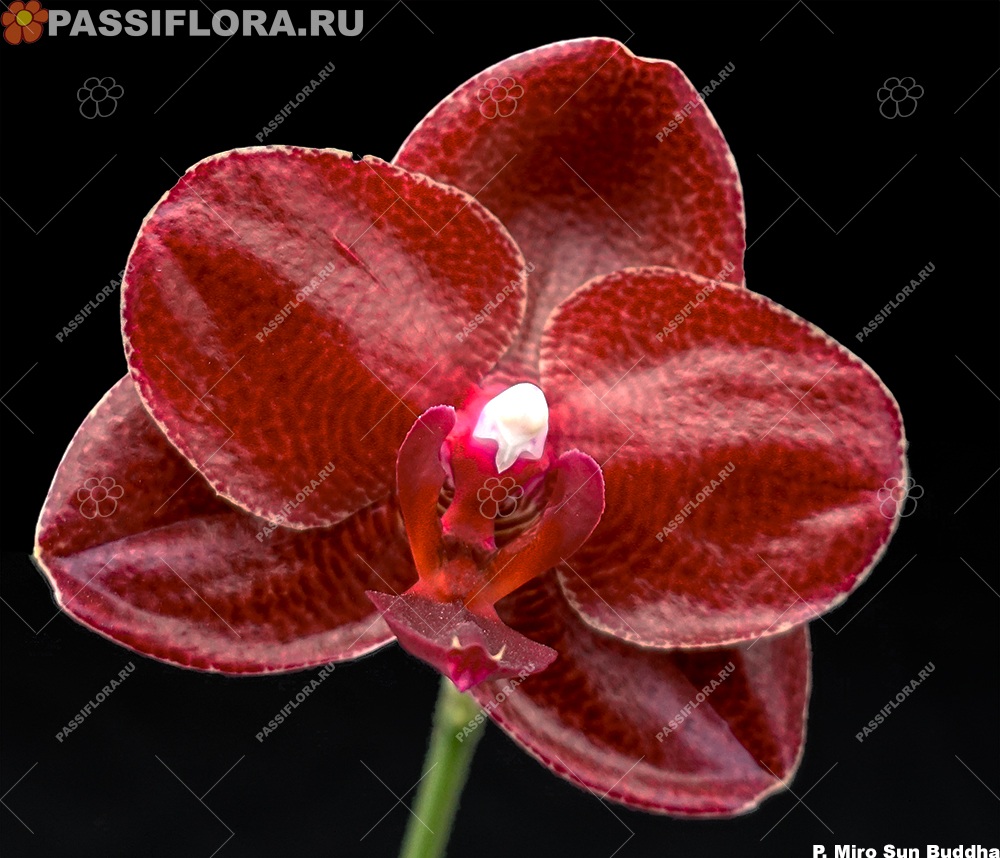 passiflora.ru