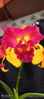 IMG_20201130_113137.jpg