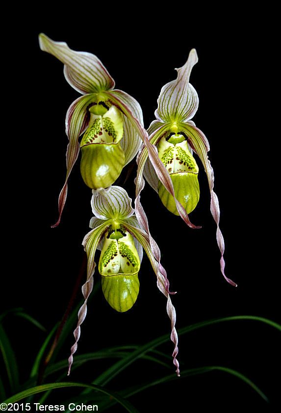passiflora.ru